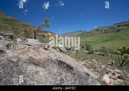 Weitwinkel-Aufnahme von einer Wärmezone Southern Rock agama Stockfoto