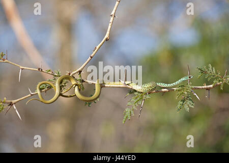 Philothamnus Semivariegatus; Gefleckte Bush Schlange; Stockfoto