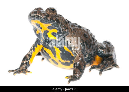 Foto von einem Gelbbauchunke gerendert Stockfoto