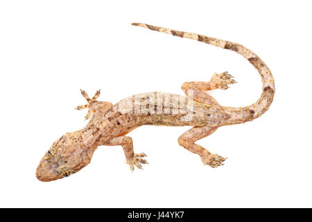 Foto von einem Moreau Tropenhaus Gecko gerendert Stockfoto