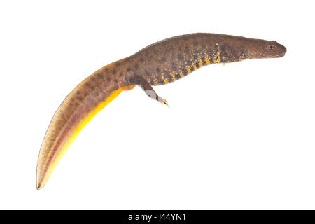 Foto von weiblichen nördlichen Crested Newt vor einem weißen Hintergrund Stockfoto