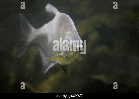 Bild von einem Erwachsenen Brachsen schwimmen in Richtung der Kamera Stockfoto