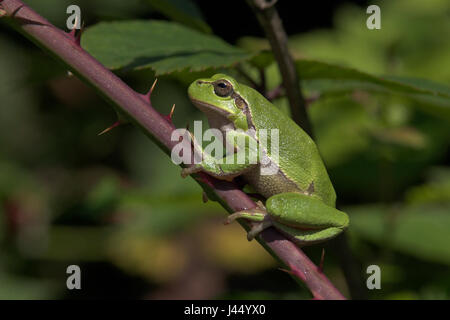 Laubfrosch auf einem schwarzen Berrie Ast Stockfoto