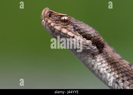 Porträt einer Asp viper Stockfoto