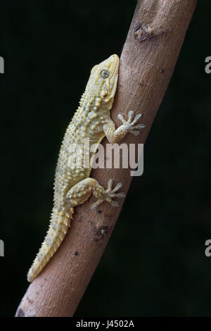 Foto von einer maurischen Gecko auf einem Ast Stockfoto