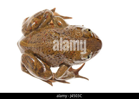 Foto von einem gemeinsamen katzenähnliche (Pelobates Fuscus) vor einem weißen Hintergrund Stockfoto