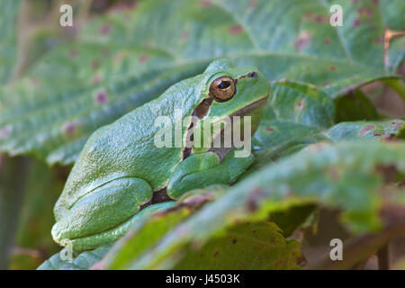 Foto von einem gemeinsamen Laubfrosch (Hyla Arborea) auf einem Blatt Stockfoto