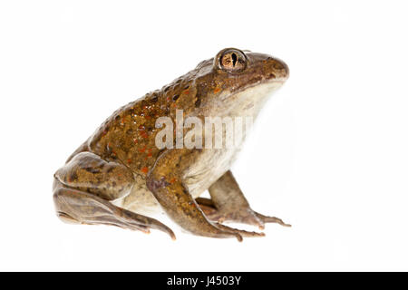 Foto von einem gemeinsamen katzenähnliche (Pelobates Fuscus) vor einem weißen Hintergrund Stockfoto