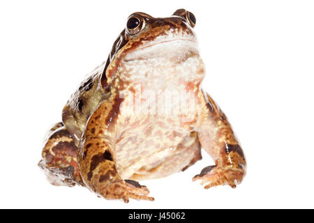 Foto von einem gemeinsamen Frosch männlich gerendert Stockfoto