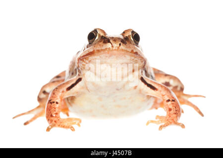 Foto von einem Moorfrog Weibchen gerendert Stockfoto