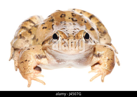 Foto eines Moorfrog Mannes gerendert Stockfoto