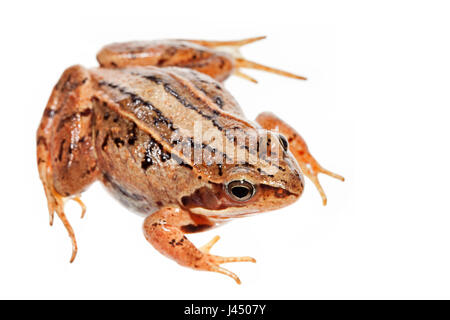 Foto von einem Moorfrog Weibchen gerendert Stockfoto