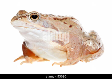 Foto eines Moorfrog Mannes gerendert Stockfoto