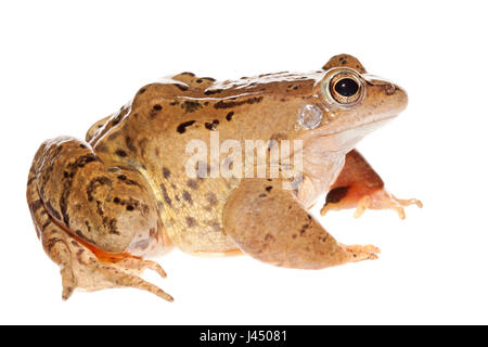 Foto eines Moorfrog Mannes gerendert Stockfoto