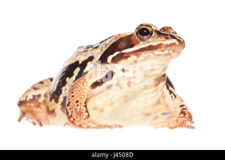 Foto von einem Moorfrog Weibchen gerendert Stockfoto