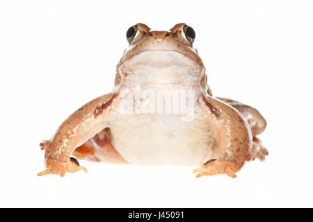 Foto eines Moorfrog Mannes gerendert Stockfoto