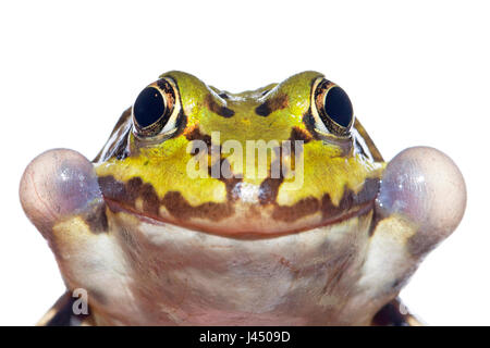 Foto von einer aufrufenden essbare Grasfrosch (grüner Frosch) gerendert Stockfoto