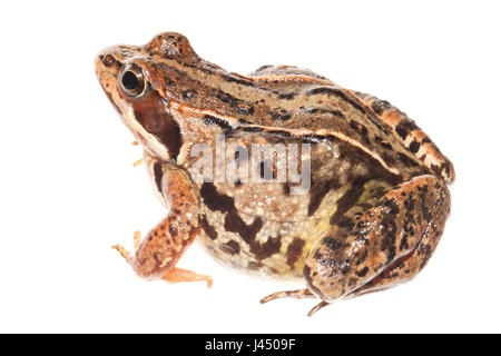 Foto von einem Moorfrog Weibchen gerendert Stockfoto