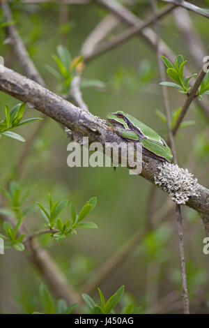 Gemeinsamen Laubfrosch (Hyla Arborea) Stockfoto