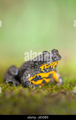 Foto von Gelbbauchunke an land Stockfoto