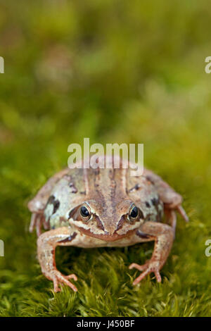 Foto von einer weiblichen moorfrog Stockfoto