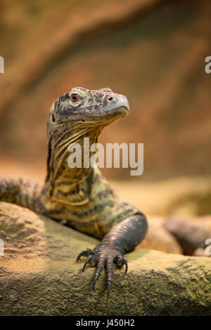 Porträt eines Komodo Drachen Stockfoto