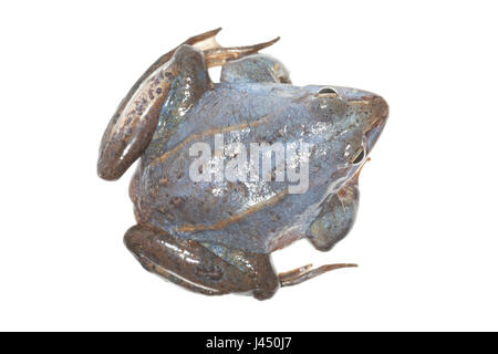 Blaue Männchen Moor Frosch auf dem weißen Hintergrund isoliert Stockfoto