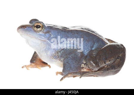 Blaue Männchen Moor Frosch auf dem weißen Hintergrund isoliert Stockfoto