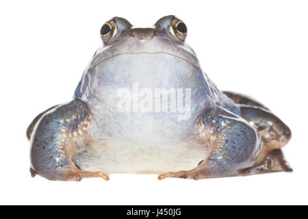 Blaue Männchen Moor Frosch auf dem weißen Hintergrund isoliert Stockfoto