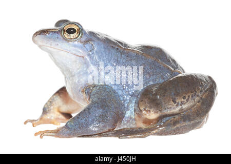 Blaue Männchen Moor Frosch auf dem weißen Hintergrund isoliert Stockfoto