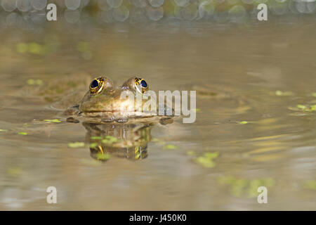 Seefrosch im Wasser Stockfoto