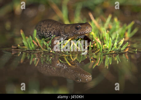 Foto einer Frau große crested Newt auf ihrem Weg zum Teich Zucht, fotografiert mit Spiegelbild im Wasser Stockfoto