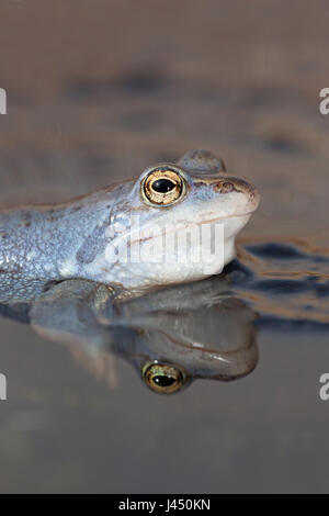 Porträt eines blauen männlichen Moor-Frosch Stockfoto