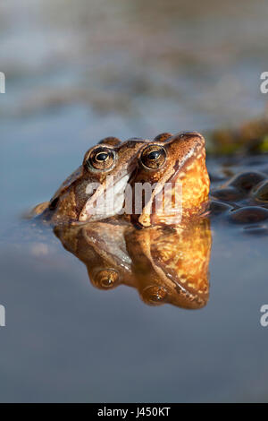 paar gemeinsame Frösche im Wasser zwischen Frosch-Laich Stockfoto