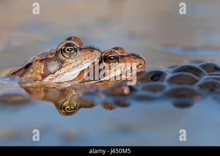 paar gemeinsame Frösche im Wasser zwischen Frosch-Laich Stockfoto