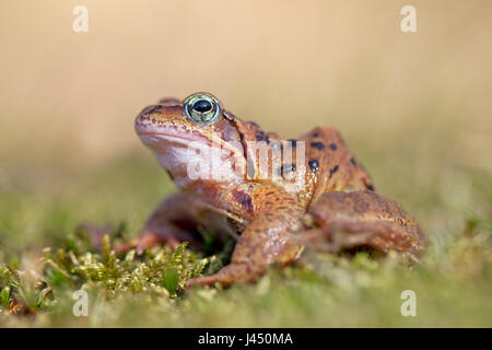 Foto von einem Grasfrosch Stockfoto