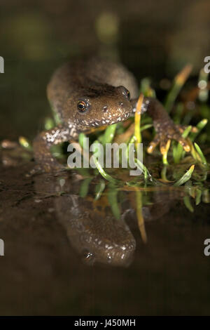 Foto einer Frau große crested Newt auf ihrem Weg zum Teich Zucht, fotografiert mit Spiegelbild im Wasser Stockfoto