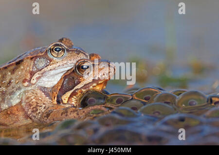 paar gemeinsame Frösche im Wasser zwischen Frosch-Laich Stockfoto