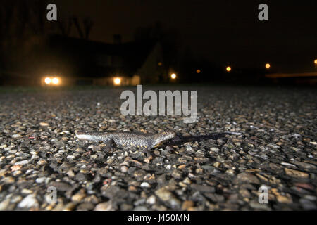 Foto von einem männlichen großen crested Molch auf dem Weg zu seiner Zucht-Teich. Dabei kreuzt er eine Straße in der Nacht (auf dem Deich) mit im Hintergrund ein Haus sichtbar Stockfoto