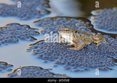 gemeinsamen Frosch männlich auf Frosch-Laich während der Paarung Stockfoto