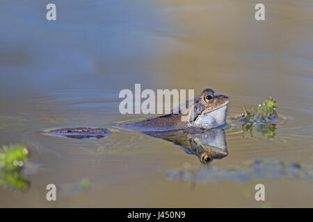 Gemeinsamen Frosch männlich Aufruf im Wasser Stockfoto