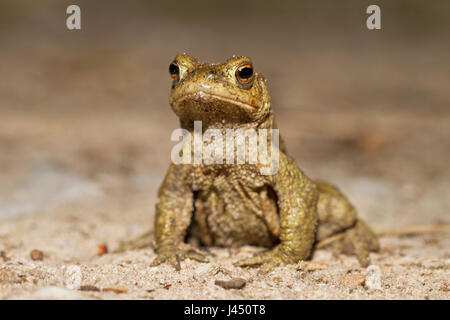 Gemeinsamen Kröte männlich in der Nacht am Sandweg; Stockfoto