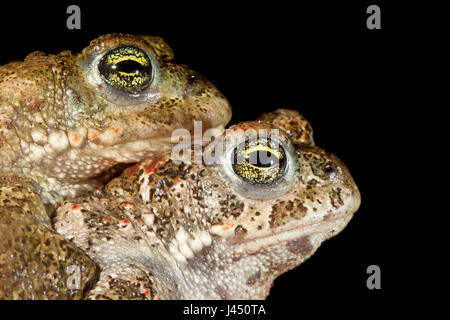 Porträt des Paares von Natterjacks in der Nacht Stockfoto