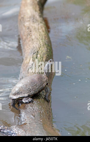 Europäische Sumpfschildkröte, die in der Sonne am Baum im Wasser Stockfoto