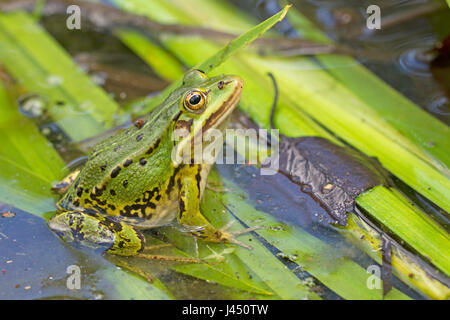 Pool-Frosch (Rana Lessonae) ruht auf Äste im Wasser Stockfoto