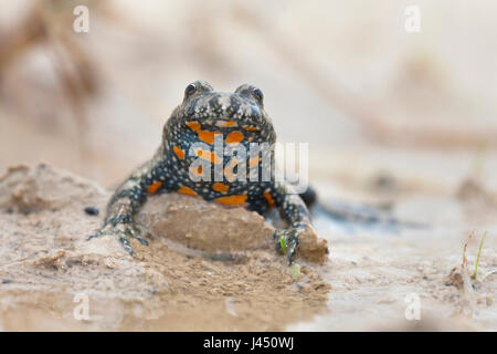 Europäische Feuer-bellied Toad in temporären Teich Stockfoto