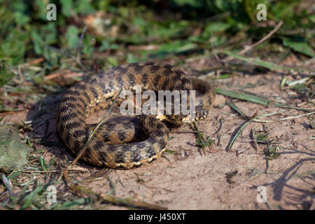 adult viperine Schlange Aalen Stockfoto