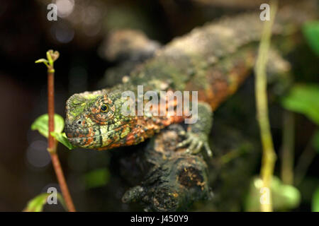 Chinesische Krokodil Eidechse auf Holz Stockfoto