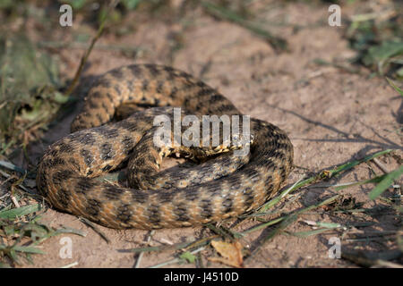 adult viperine Schlange Aalen Stockfoto