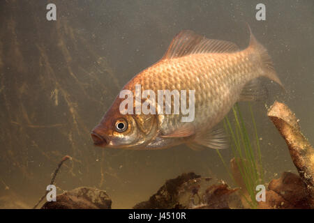 Foto von einem Swimming-Gibel Karpfen Stockfoto